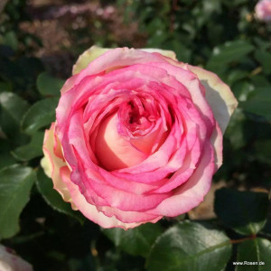 MEINE ROSE®